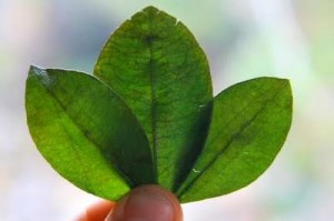 usos medicinais da folha de coca