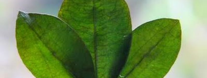 Usos medicinais da folha de coca