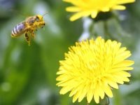 Para que serve o dente de leão?