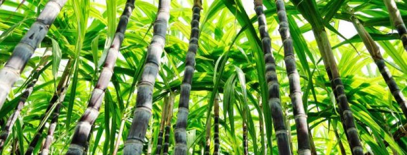 Benefícios da cana-de-açúcar