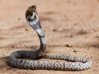 Remédios feitos com veneno de cobra contra o câncer