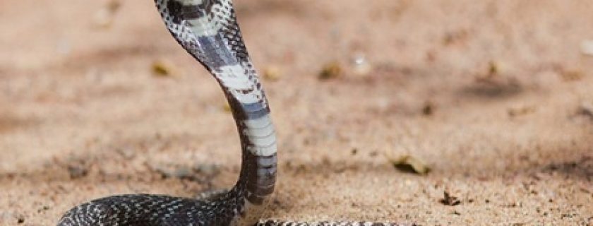 Remédios feitos com veneno de cobra contra o câncer