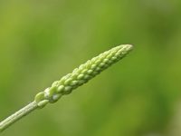 Tanchagem e suas propriedades curativas