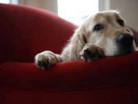 Terapia com cães contra a depressão