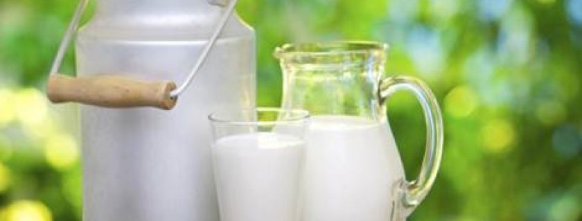 Benefícios e desvantagens do leite de vaca