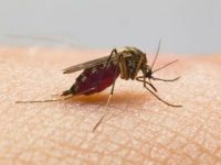 “Pequenas picadas: grandes ameaças”, OMS