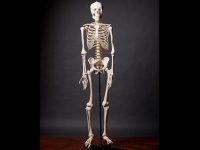 Dez curiosidades sobre os ossos que você não sabia