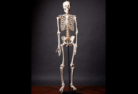 Dez curiosidades sobre os ossos que você não sabia