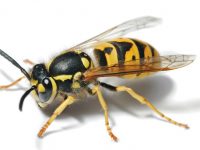 Como saber se você é alérgico a abelhas e vespas