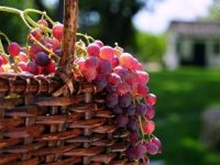 Uvas: Ideal para nos proteger da radiação solar no verão