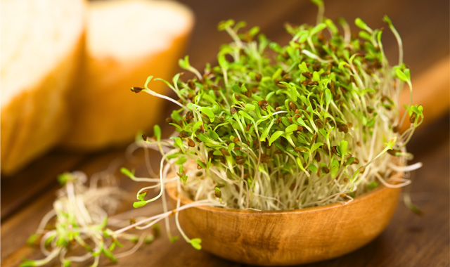 5 benefícios da alfafa para sua saúde e beleza