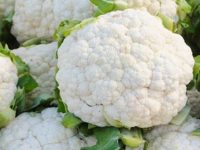 Couve-flor: um alimento com inúmeros benefícios