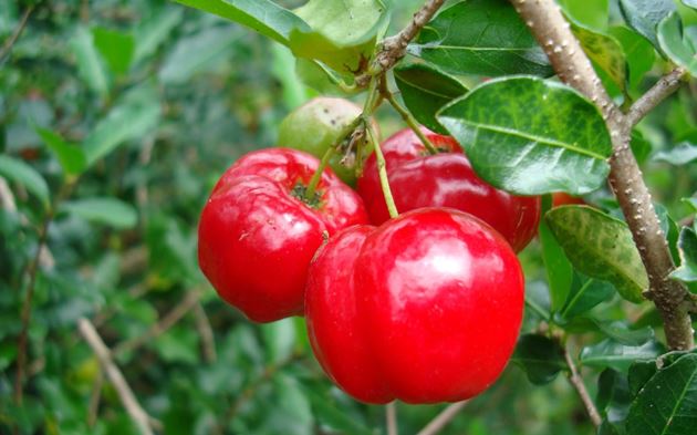 propriedades e benefícios da acerola para a saúde
