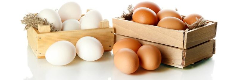 Os benefícios dos ovos para nossa saúde