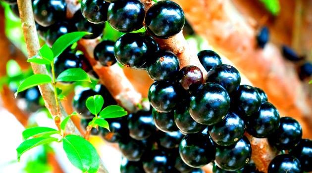 Propriedades e benefícios da jabuticaba para a saúde