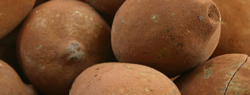 Benefícios do cupuaçu e suas propriedades nutricionais
