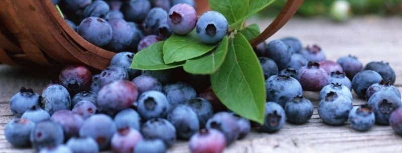 Super fruta: conheça os benefícios do mirtilo para a saúde