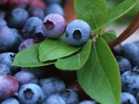9 antibióticos naturais que podemos encontrar na cozinha