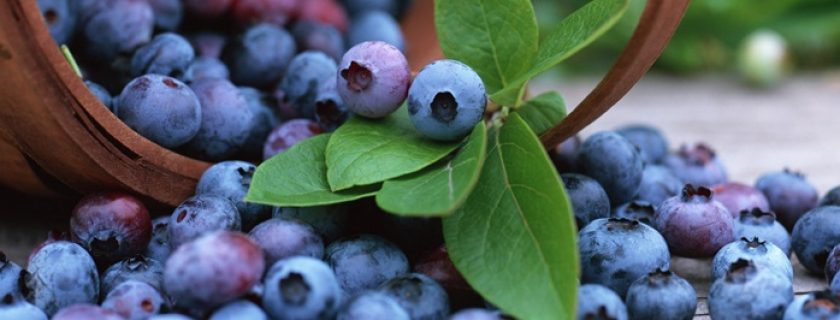 9 antibióticos naturais que podemos encontrar na cozinha