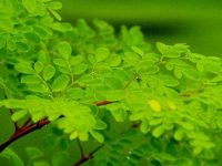 Benefícios do azeite de moringa para a beleza