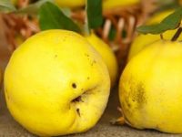 6 incríveis benefícios do marmelo para a saúde