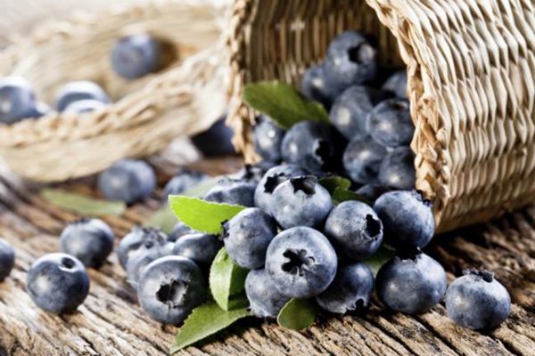 Os melhores e mais acessíveis antibióticos naturais-4