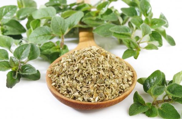 Os melhores e mais acessíveis antibióticos naturais-9