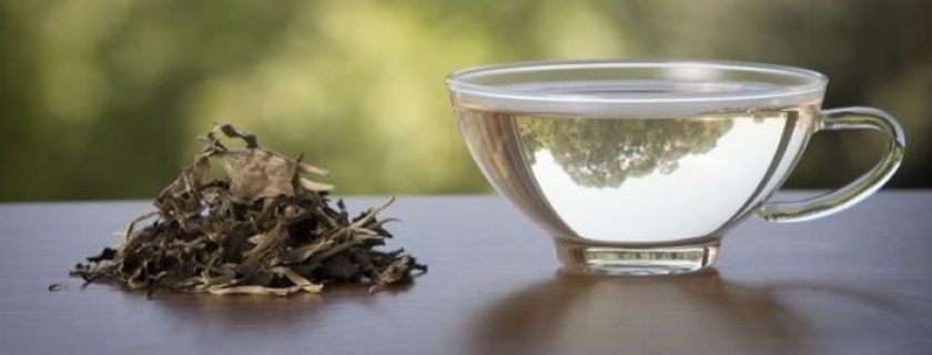 Benefícios do chá branco para a saúde e suas contra-indicações