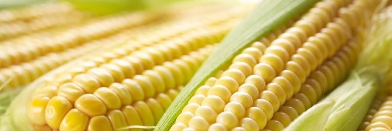Propriedades e benefícios do milho para a saúde