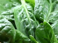 Os incríveis benefícios do espinafre para a saúde