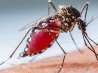 Zika Vírus: sintomas, tratamentos e prevenção