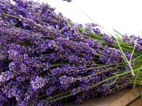 As melhores propriedades curativas da lavanda