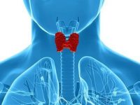 4 remédios caseiros para tratar o hipertireoidismo