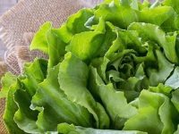 15 benefícios do alface para a nossa saúde