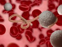 O que é o vírus ebola e como podemos evita-lo