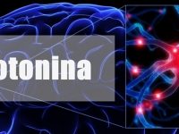 Saiba o que é serotonina e quais suas funções em nosso corpo