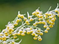 Conheça tudo sobre a artemísia losna uma planta com incríveis propriedades medicinais