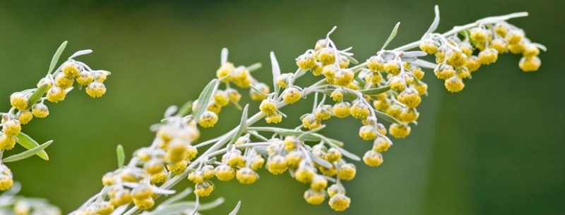 Conheça tudo sobre a artemísia losna uma planta com incríveis propriedades medicinais