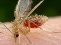 O que é Leishmaniose e como tratar essa doença corretamente