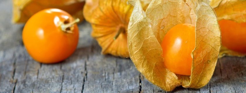 Os incríveis benefícios da physalis para a saúde e receitas com a fruta