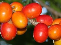 Conheça os benefícios e propriedades da seriguela para saúde