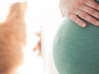 O que é toxoplasmose, quais seus sintomas e tratamentos