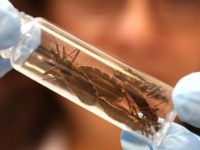 Quais os sintomas e tratamentos da doença de Chagas