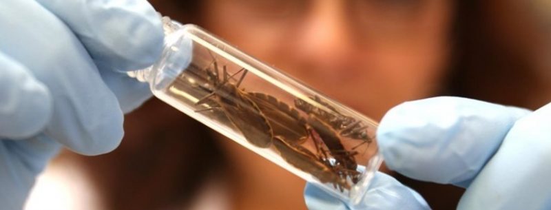 Quais os sintomas e tratamentos da doença de Chagas