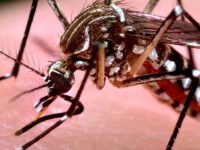 Chikungunya: Conheça tudo sobre a doença transmitida pelo mosquito Aedes aegypti