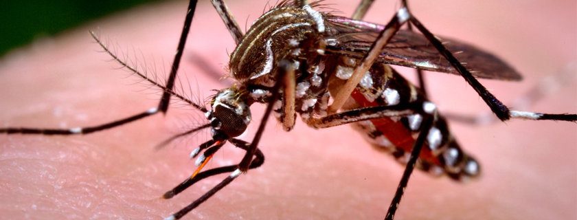 Chikungunya: Conheça tudo sobre a doença transmitida pelo mosquito Aedes aegypti