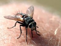 Calcanhar de maracujá: conheça os sintomas e seu tratamento