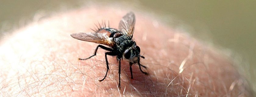 Calcanhar de maracujá: conheça os sintomas e seu tratamento