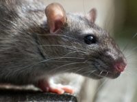 O que é leptospirose, quais seus sintomas e como tratá-la