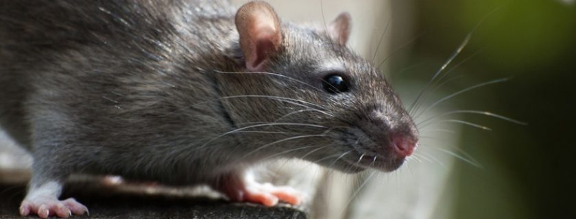 O que é leptospirose, quais seus sintomas e como tratá-la